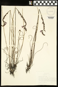 Drosera filiformis image