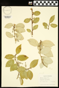 Elaeagnus pungens image