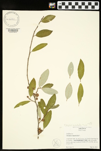 Elaeagnus umbellata image