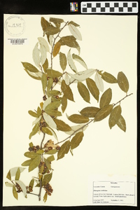 Elaeagnus umbellata image