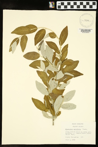 Elaeagnus umbellata image