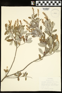 Cliftonia monophylla image