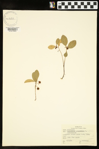 Gaultheria procumbens image