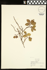 Gaultheria procumbens image