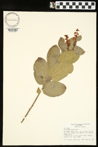 Vaccinium ovatum image