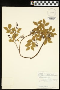 Vaccinium vacillans image