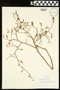 Vaccinium vacillans image