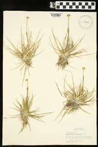 Eriocaulon compressum image