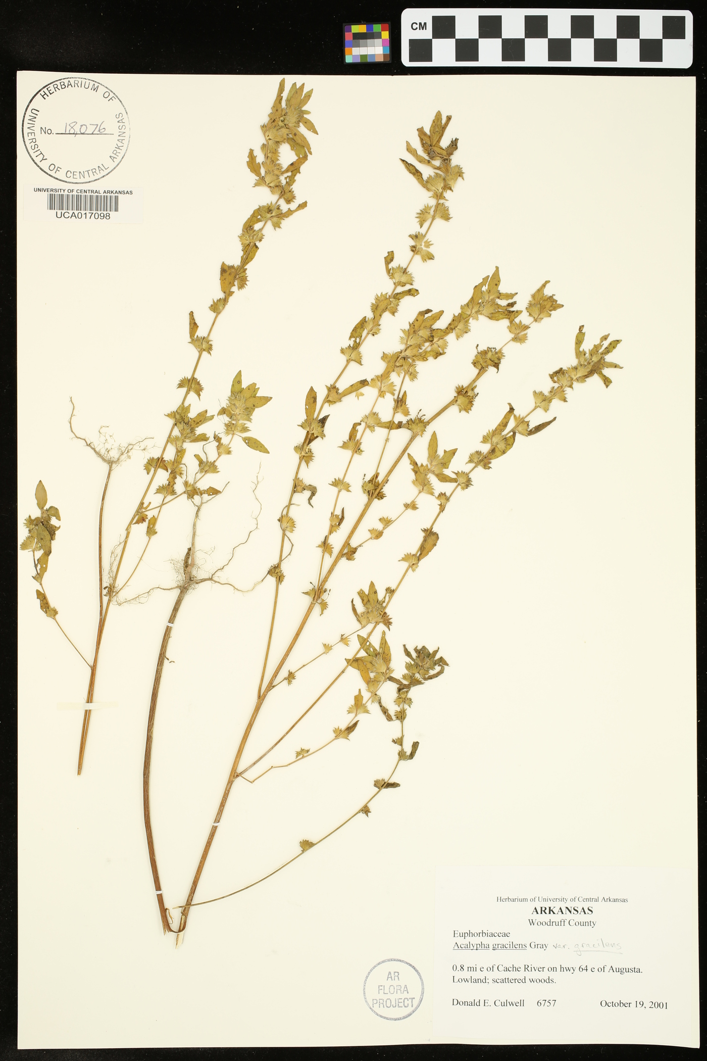 Acalypha gracilens var. gracilens image