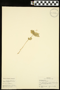 Circaea alpina image