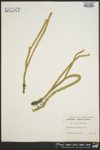 Lycopodiella alopecuroides image