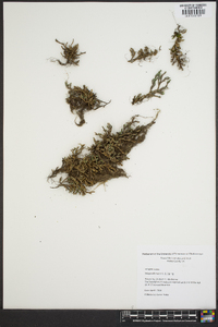 Selaginella rupestris image