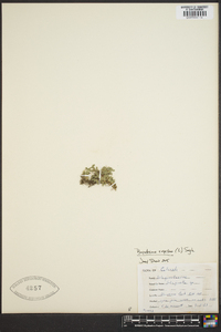 Selaginella rupestris image