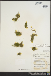 Selaginella rupestris image