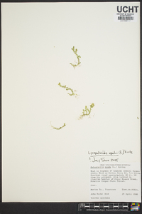 Selaginella apoda image