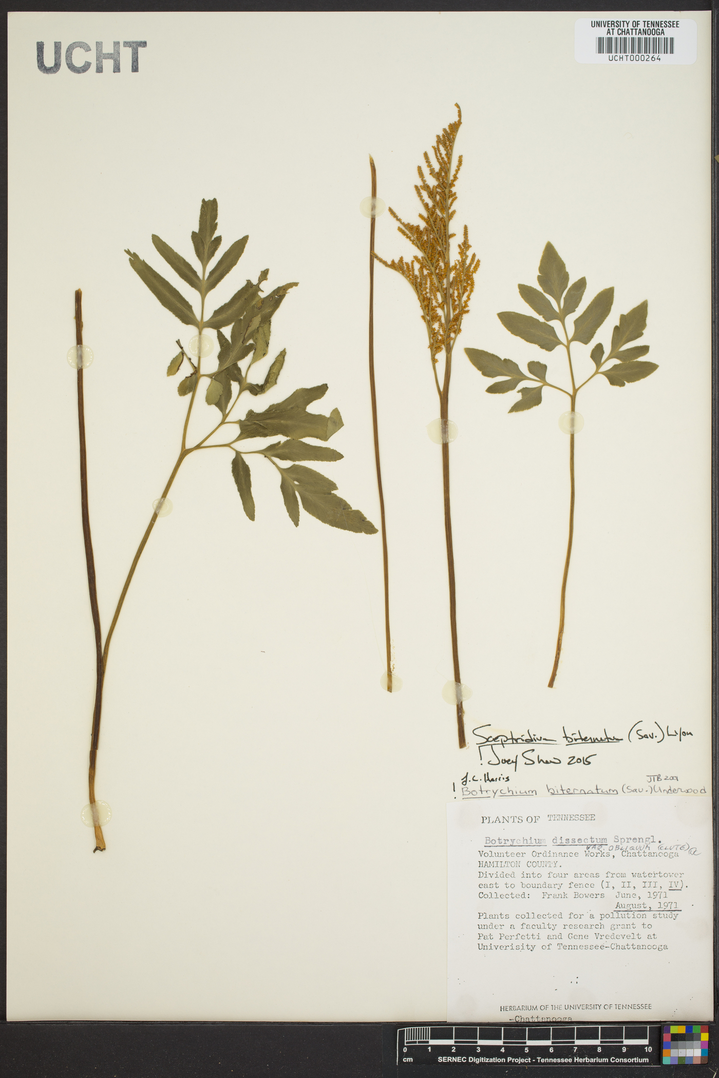 Sceptridium biternatum image