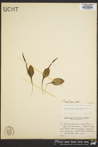 Ophioglossum engelmannii image