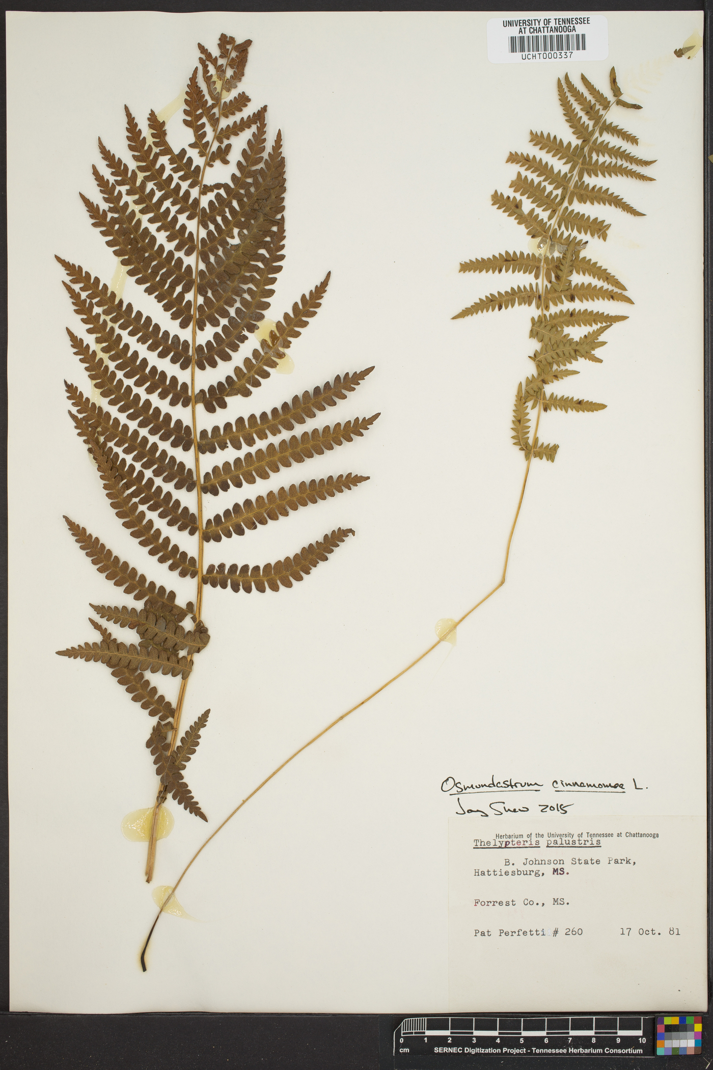 Osmundastrum cinnamomea image