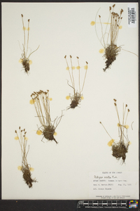 Schizaea pusilla image