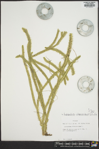 Lycopodiella alopecuroides image