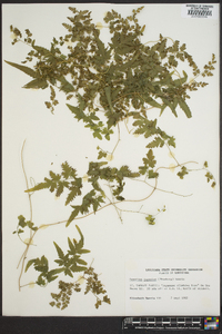 Lygodium japonicum image