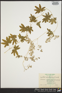 Lygodium palmatum image