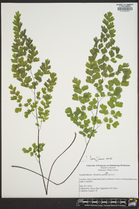 Adiantum capillus-veneris image