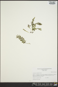 Vandenboschia boschiana image