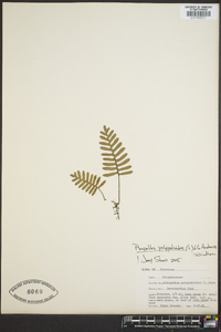 Pleopeltis polypodioides image