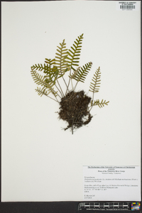 Pleopeltis polypodioides image