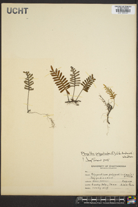 Pleopeltis polypodioides image