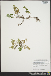 Pleopeltis polypodioides image