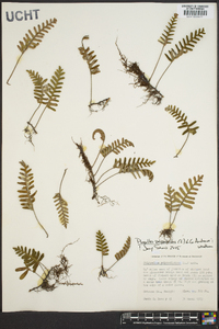 Pleopeltis polypodioides image