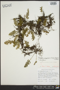 Pleopeltis polypodioides image