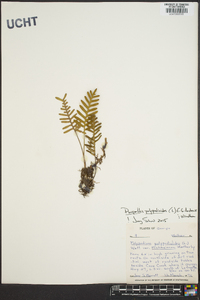 Pleopeltis polypodioides image