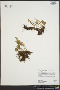 Pleopeltis polypodioides image