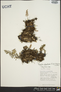 Pleopeltis polypodioides image
