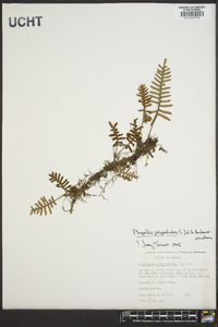 Pleopeltis polypodioides image