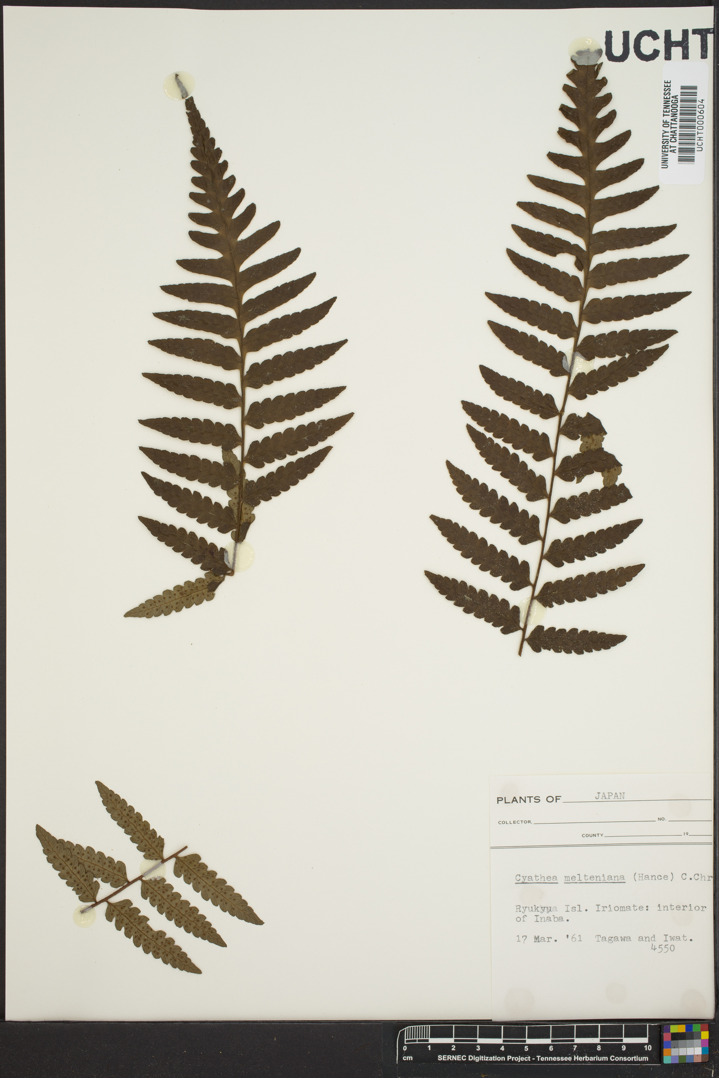 Cyathea metteniana image