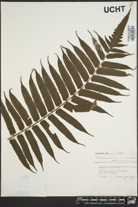 Cyathea podophylla image