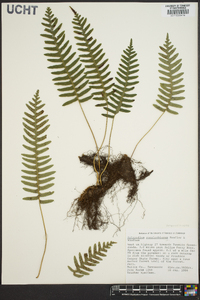 Polypodium appalachianum image