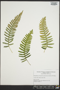 Polypodium appalachianum image