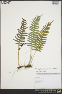 Polypodium appalachianum image