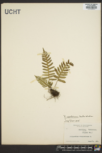 Polypodium appalachianum image