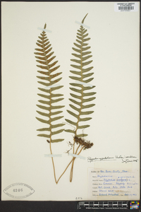 Polypodium appalachianum image