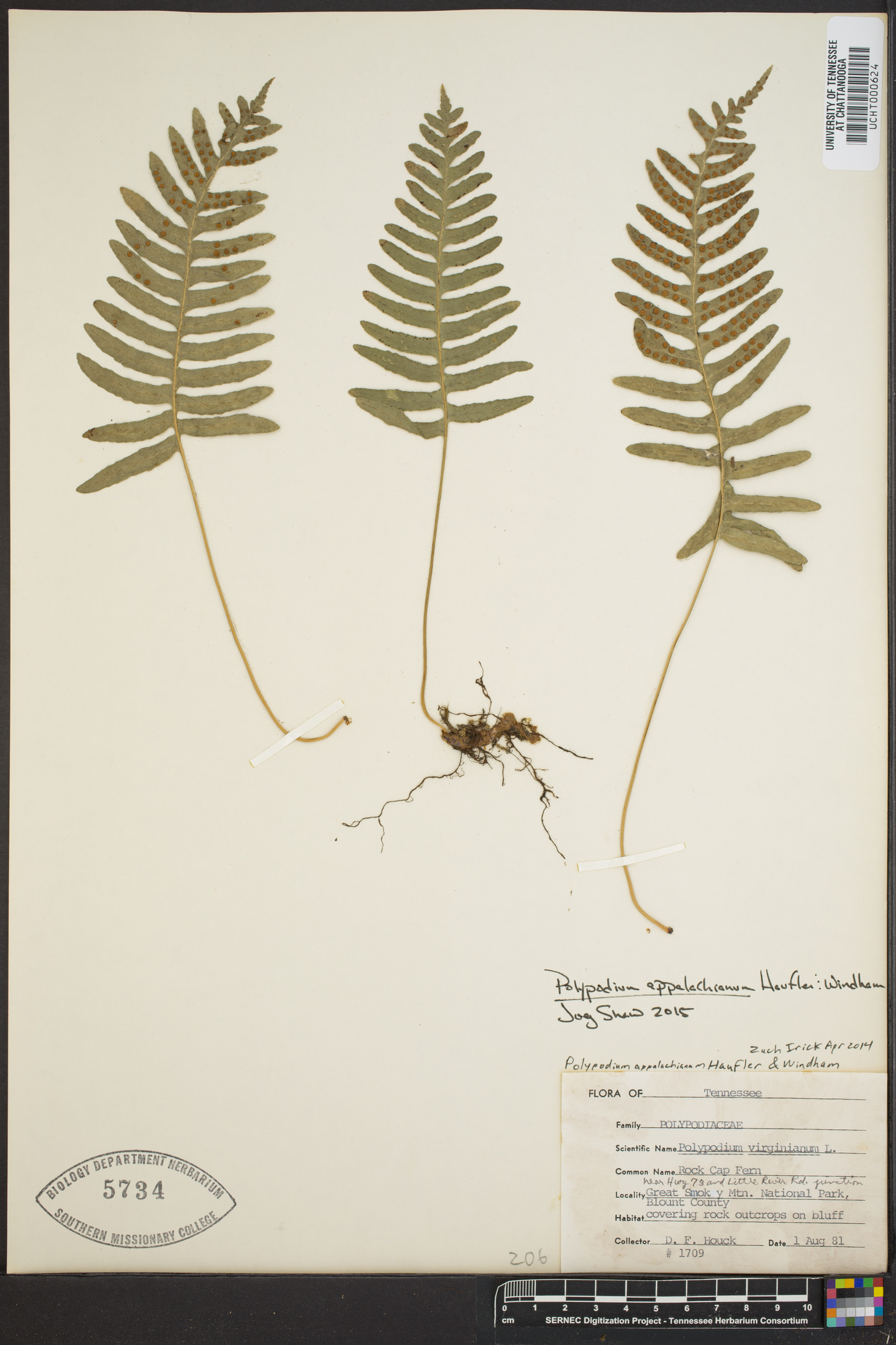 Polypodium appalachianum image