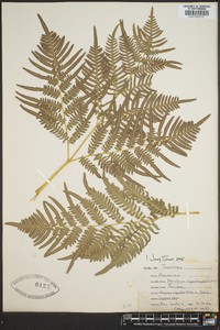 Pteridium aquilinum var. latiusculum image