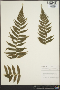 Diplazium hachijoense image