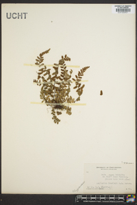 Asplenium bradleyi image