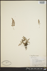 Asplenium montanum image